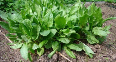 Jak sázet šťovík a pečovat o něj na volném poli, jak jej krmit po řezání